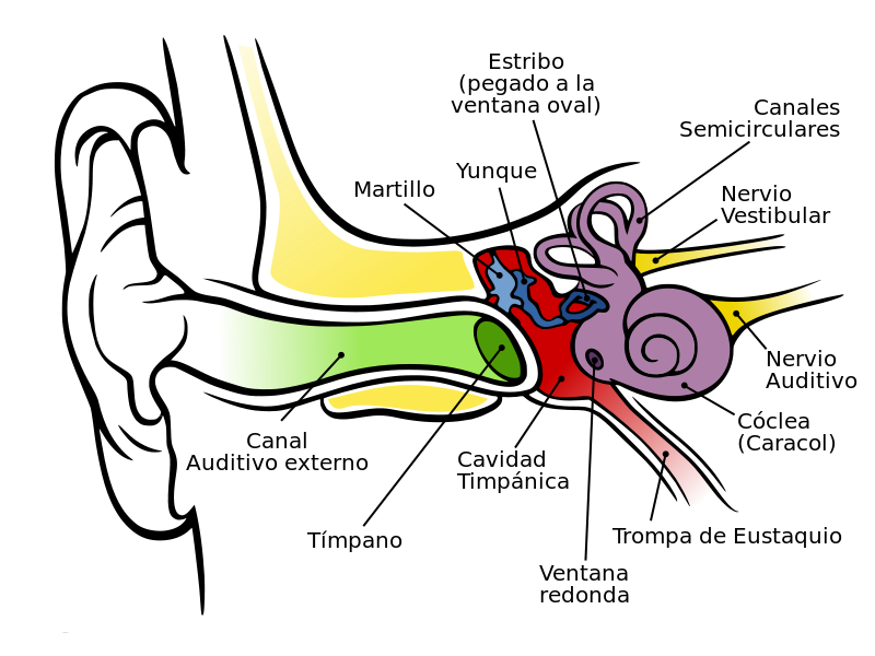Anatomy_of_the_Human_Ear.svg: Chittka L, Brockmann