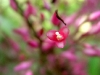 Bromelia spectabilis detalle flor