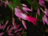 Bromelia spectabilis flor