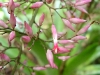 Bromelia Spectabilis Flor