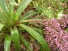 Bromelia spectabilis Hábito