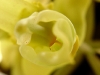 Cebolleta Sabanera Detalle Flor