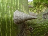 Ceiba detalle del tronco