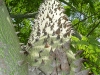 Ceiba tronco